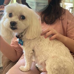 This isn’t my dog lol & Prices are Negotiable